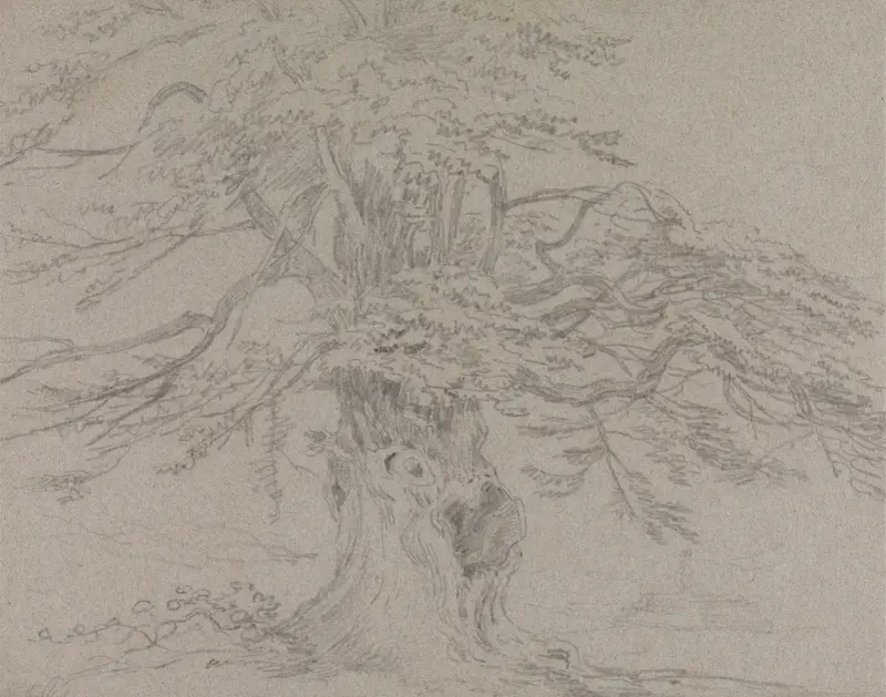 Studie stromu, George Howland Beaumont