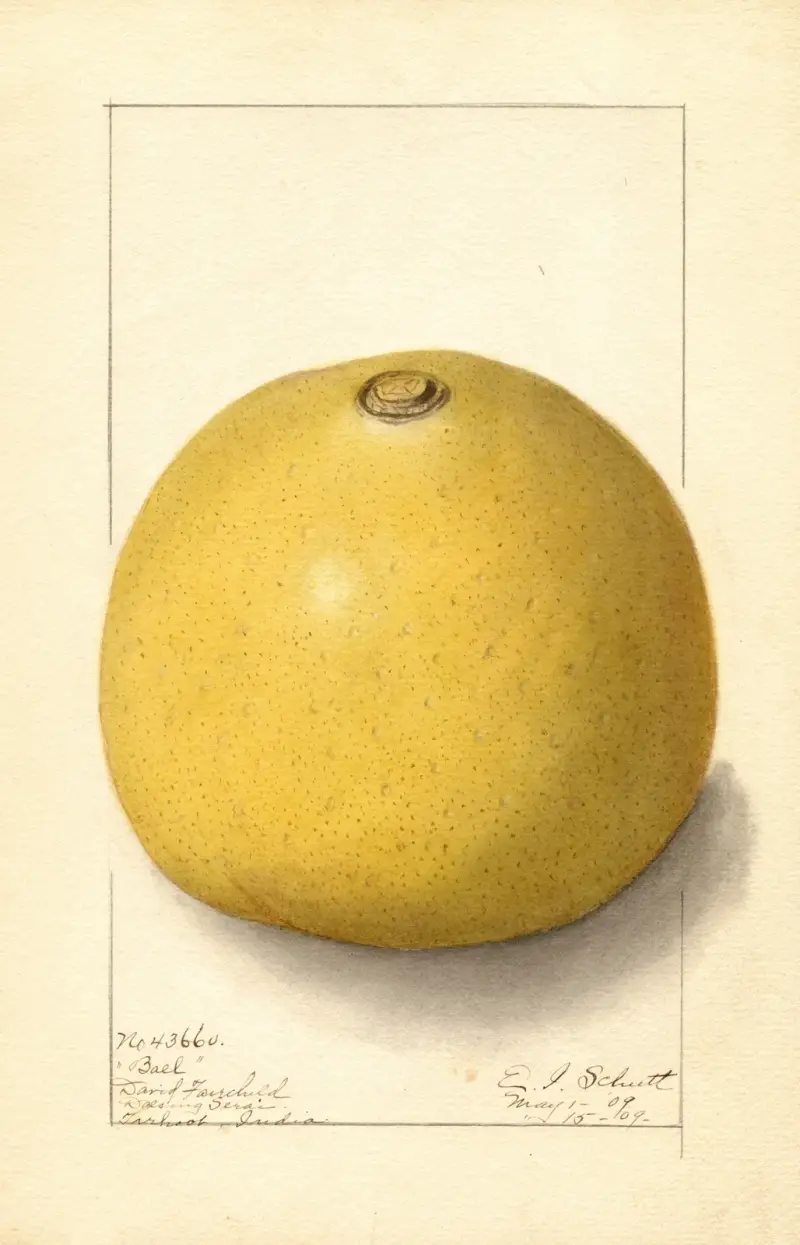 Aegle marmelos av Ellen Isham Schutt