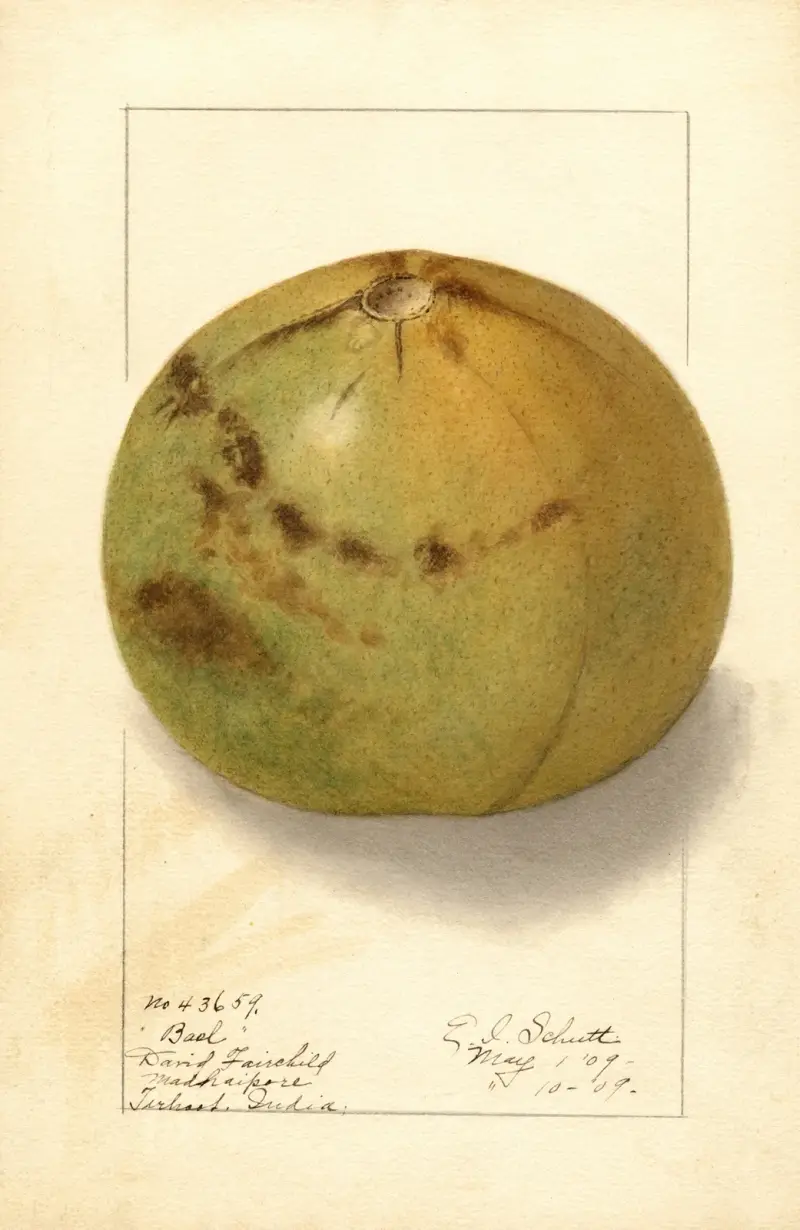 Aegle marmelos av Ellen Isham Schutt