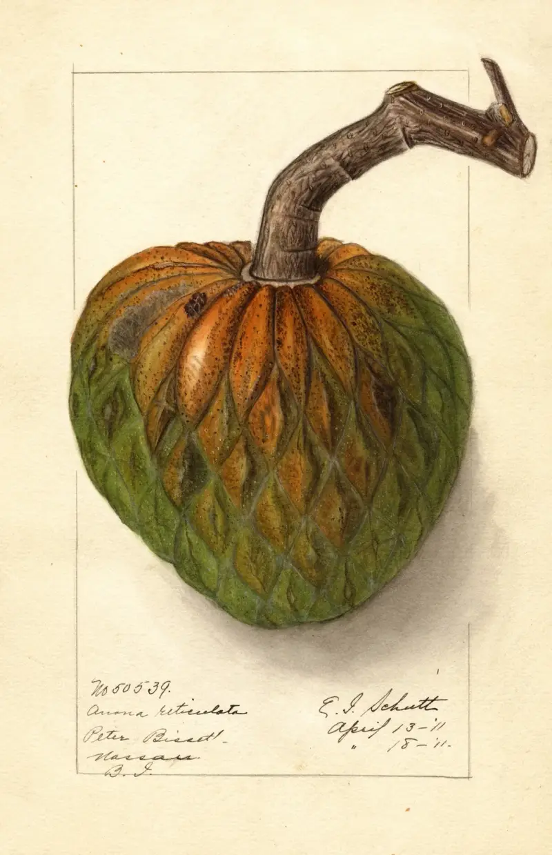 Annona reticulata av Ellen Isham Schutt