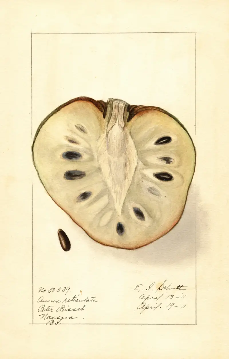 Annona reticulata av Ellen Isham Schutt