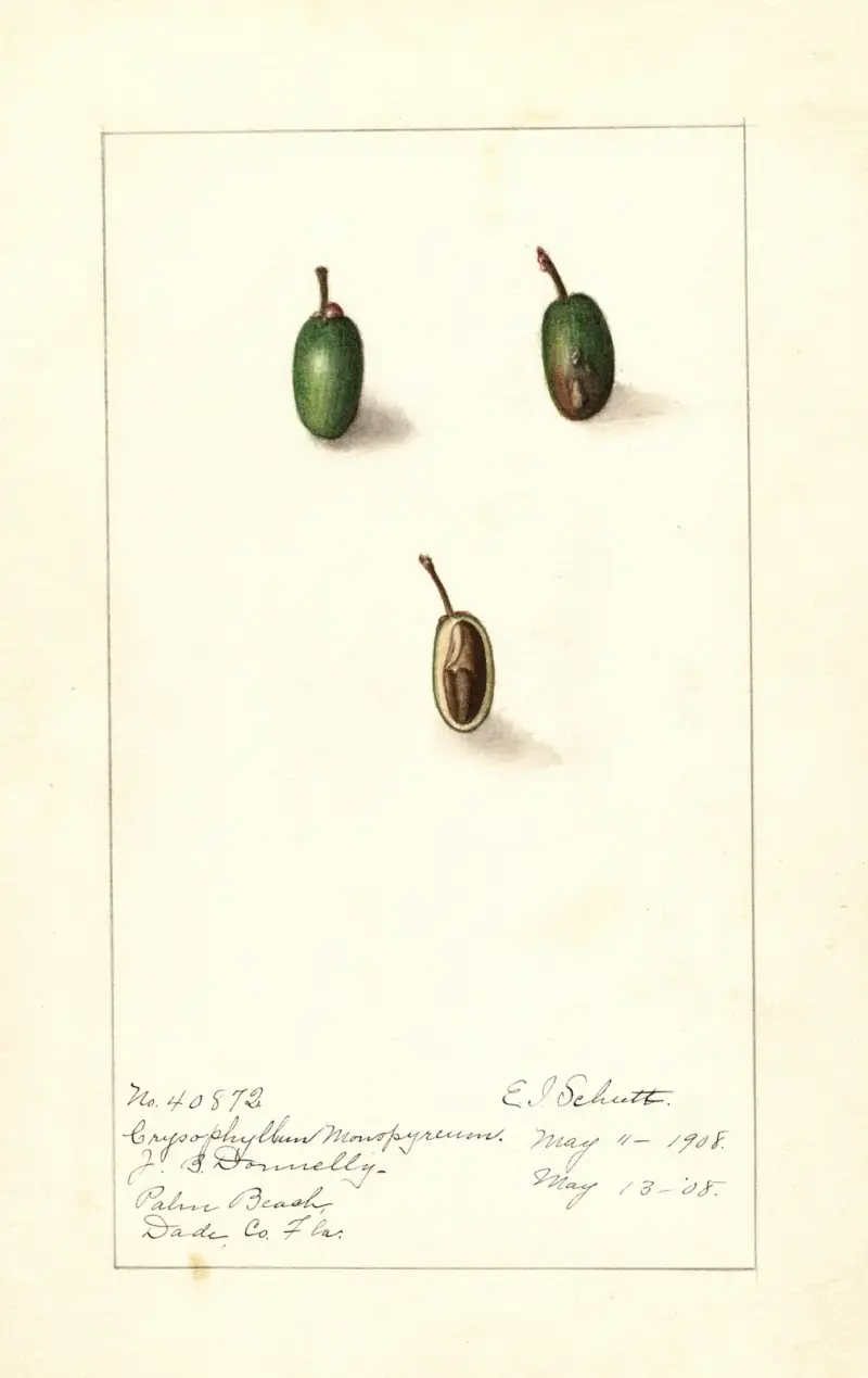 Chrysophyllum cainito av Ellen Isham Schutt