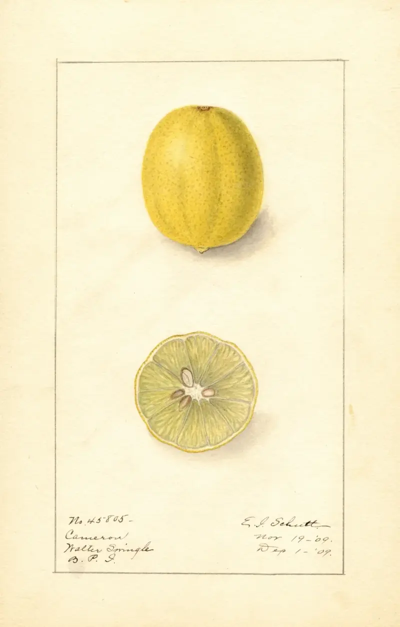 Citrus aurantiifolia: Cameron av Ellen Isham Schutt