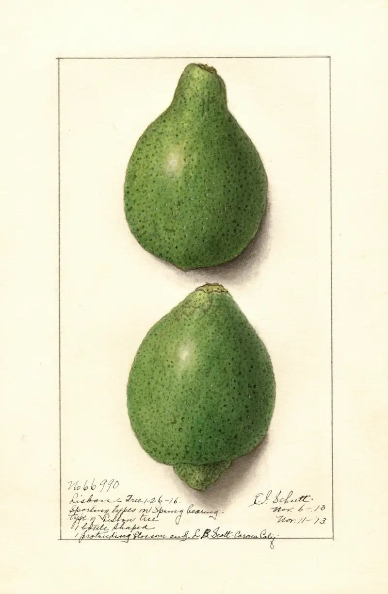 Citrus aurantiifolia: Lisbon av Ellen Isham Schutt