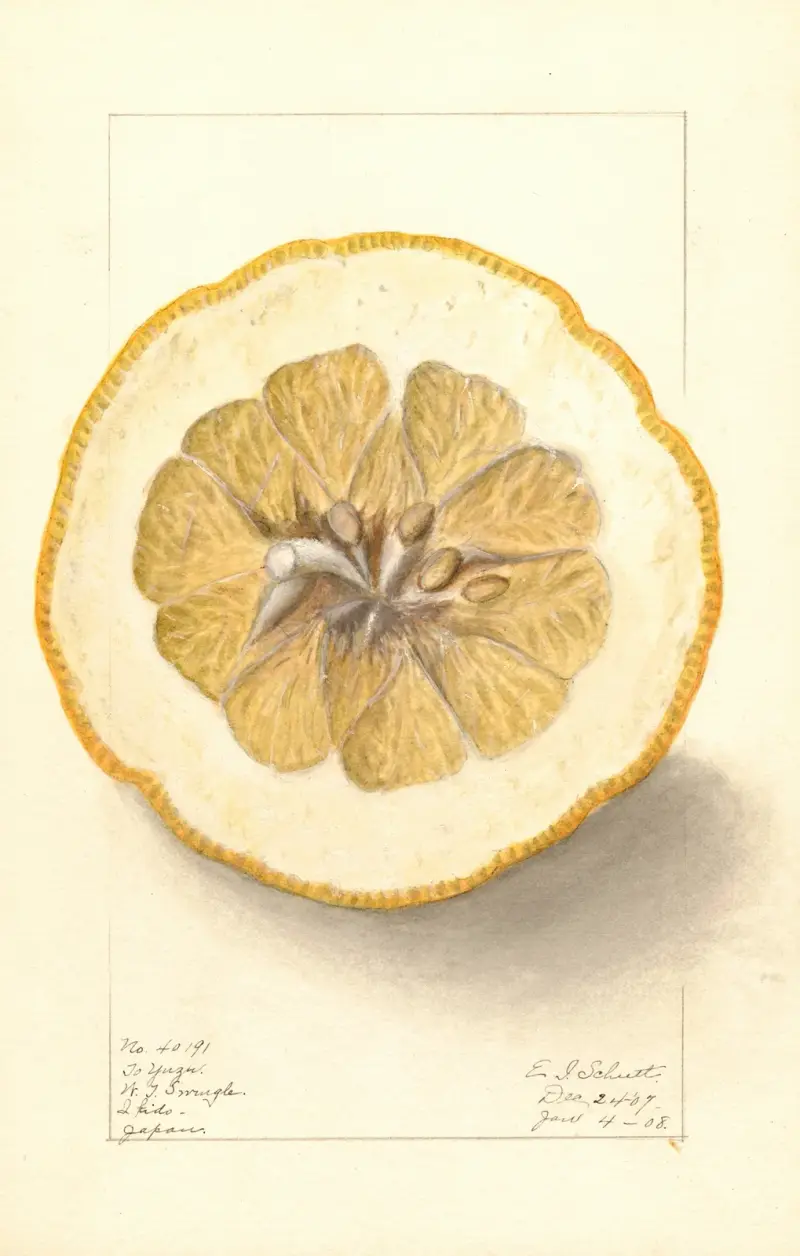 Citrus grandis: To Yuzu av Ellen Isham Schutt