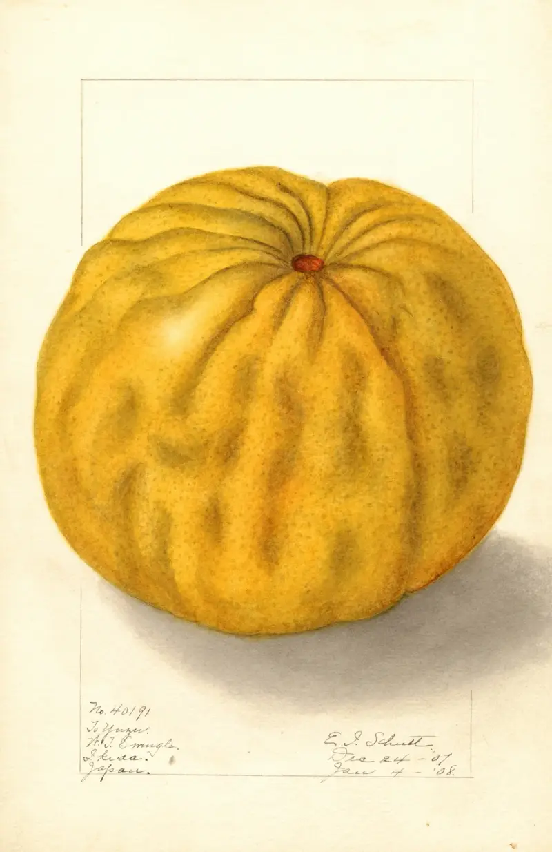 Citrus grandis: To Yuzu av Ellen Isham Schutt