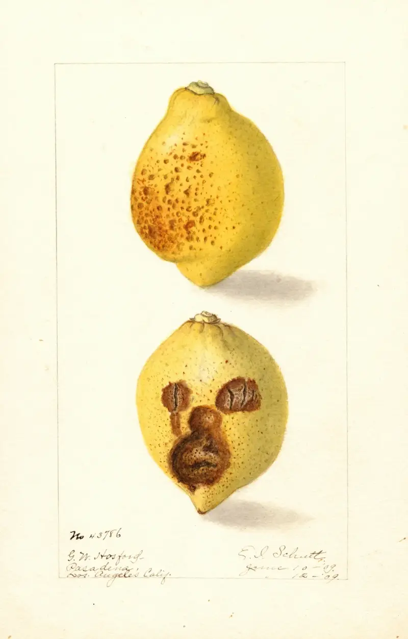 Citrus limon, 1909, Ellen Isham Schutt