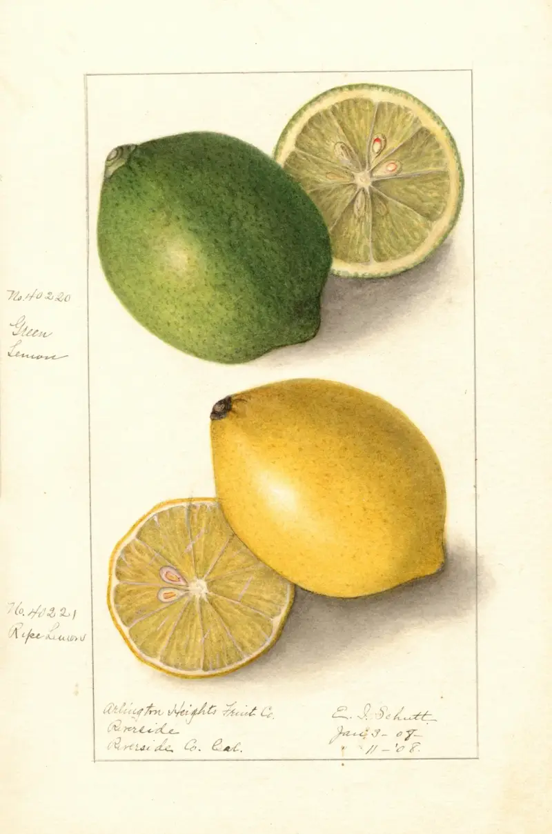 Citrus limon av Ellen Isham Schutt