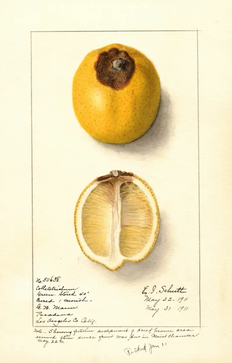 Citrus limon av Ellen Isham Schutt