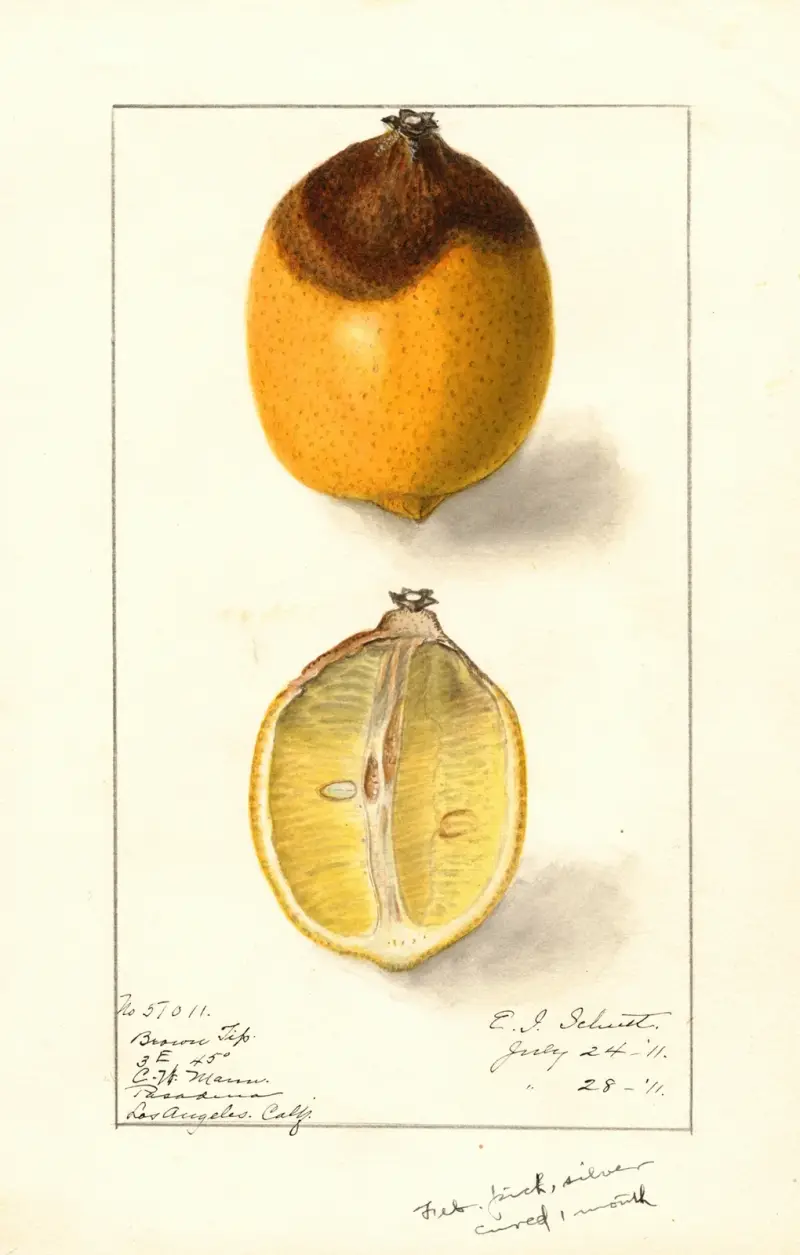Citrus limon av Ellen Isham Schutt