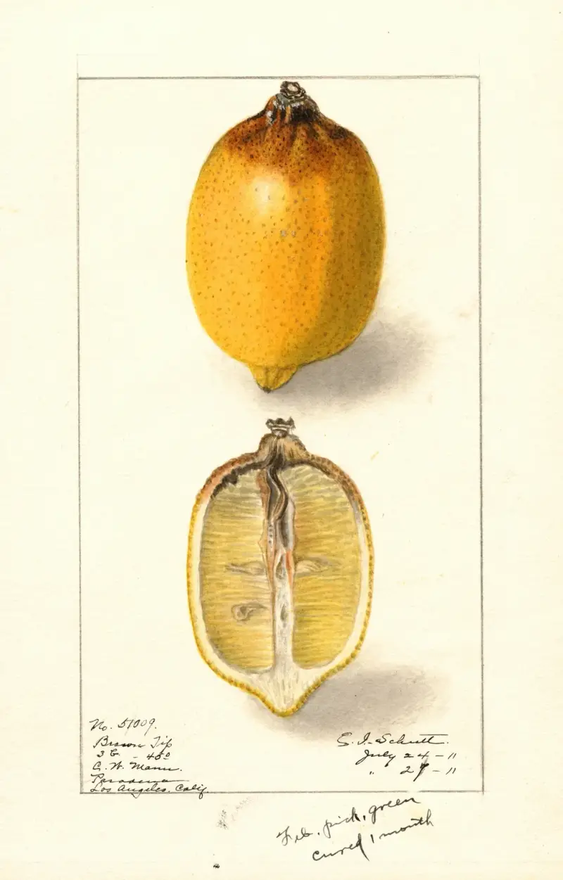 Citron av Ellen Isham Schutt