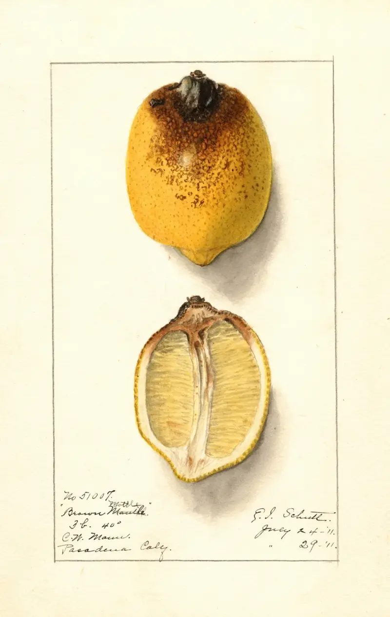 Citron av Ellen Isham Schutt