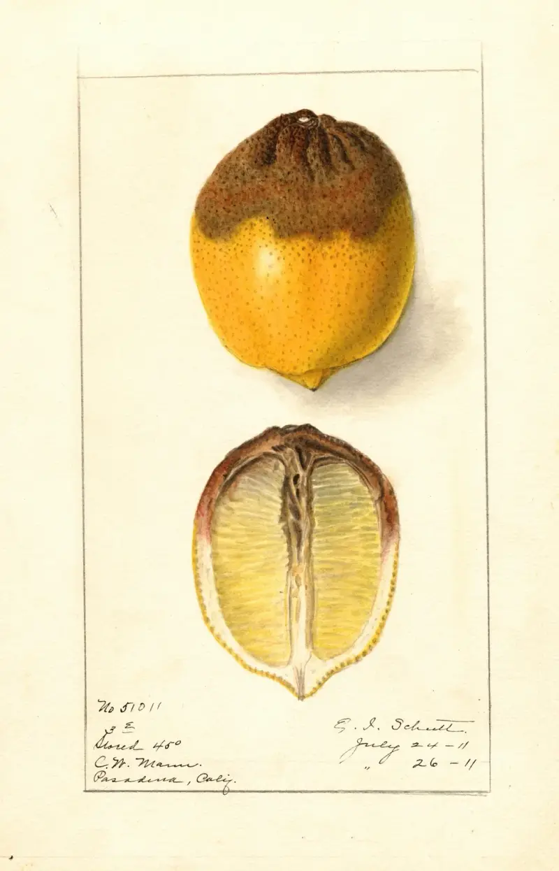 Citrus limon av Ellen Isham Schutt