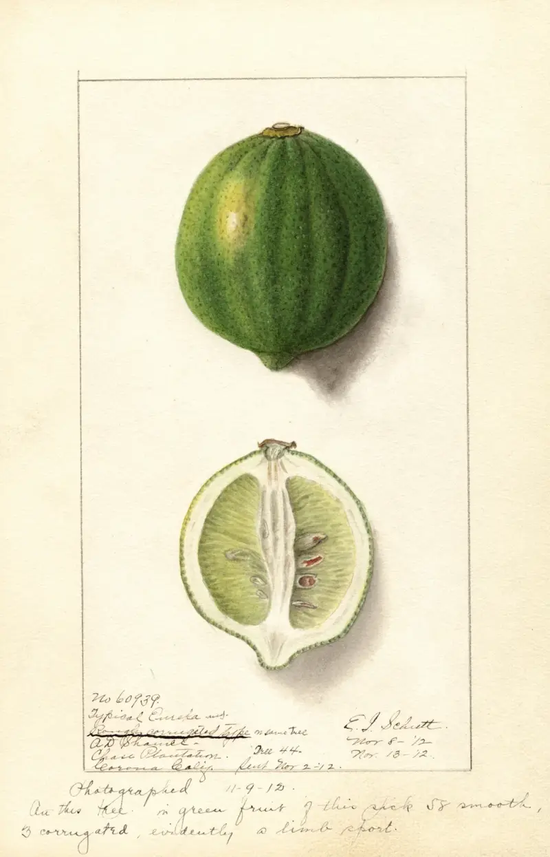 Citrus limon: Eureka, 1912 – Nr. 1, Ellen Isham Schutt