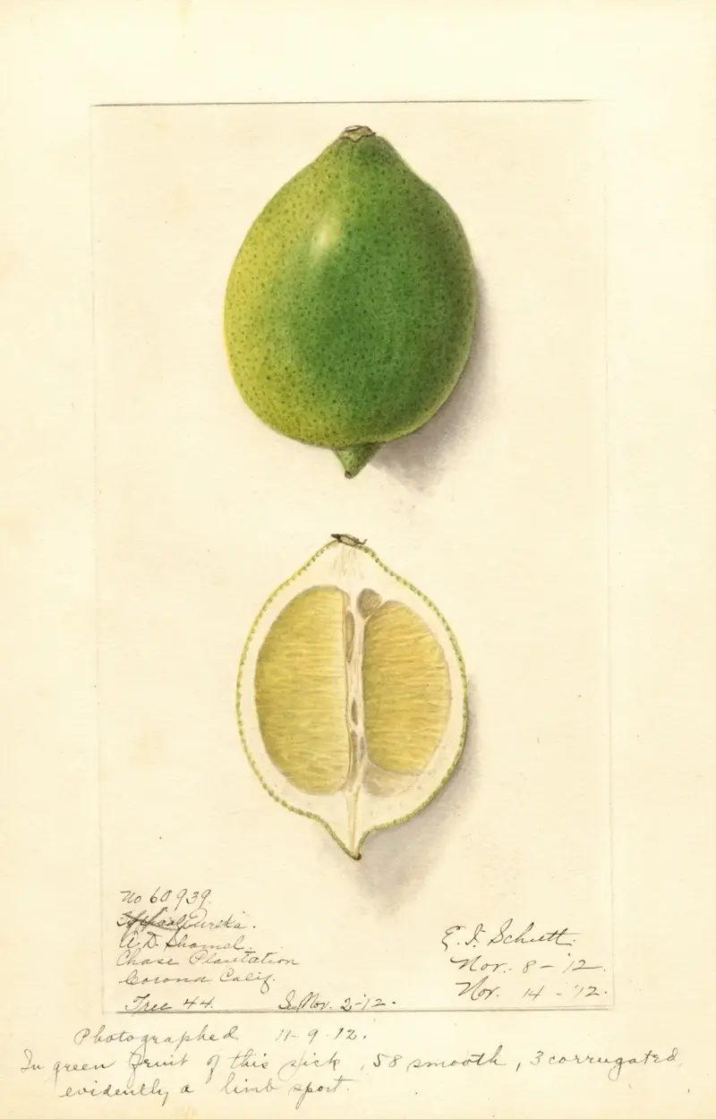 Citrus limon: Eureka, 1912 – Nr. 2, Ellen Isham Schutt