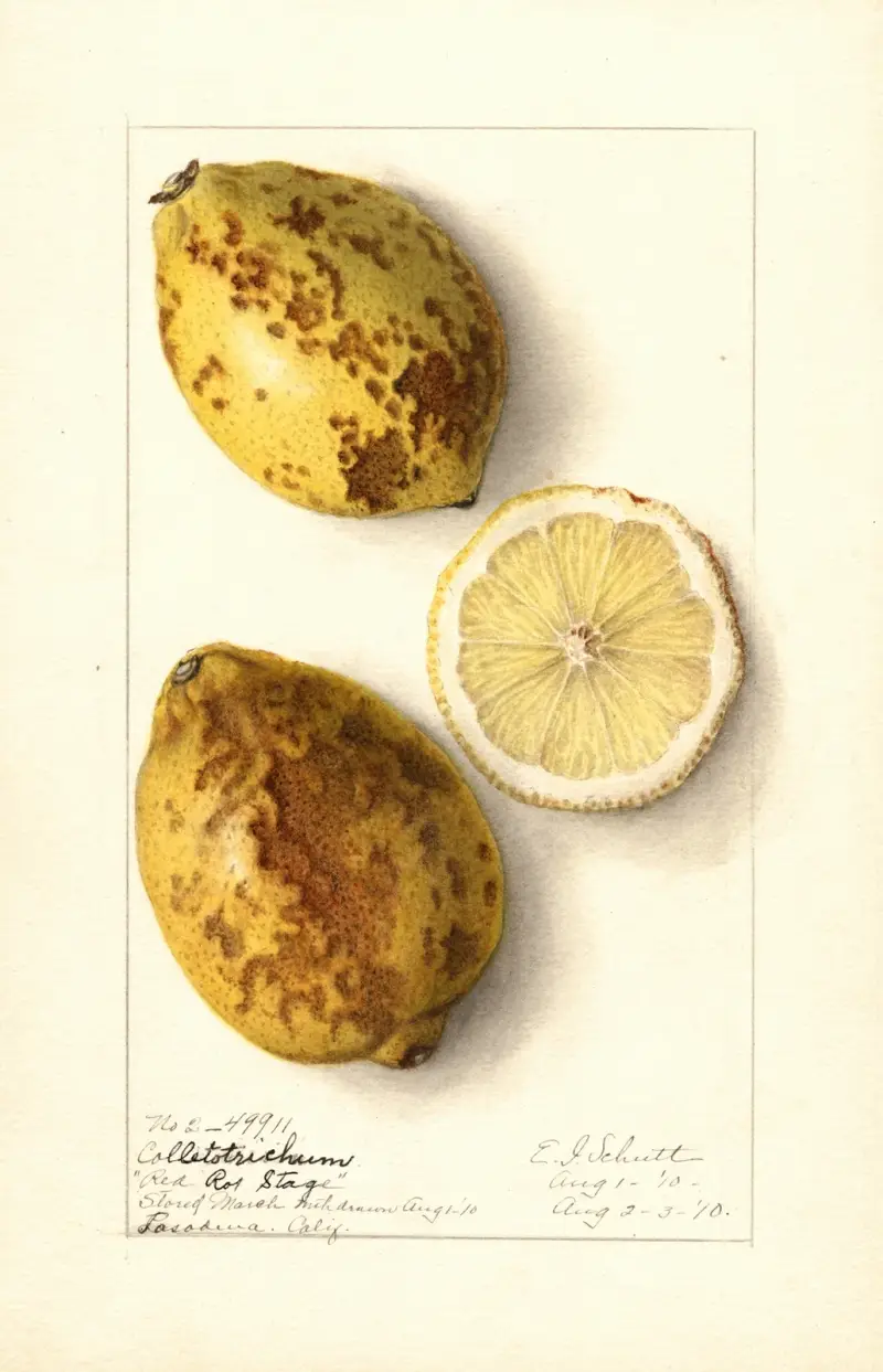 Citrus limon, 1910 von Ellen Isham Schutt
