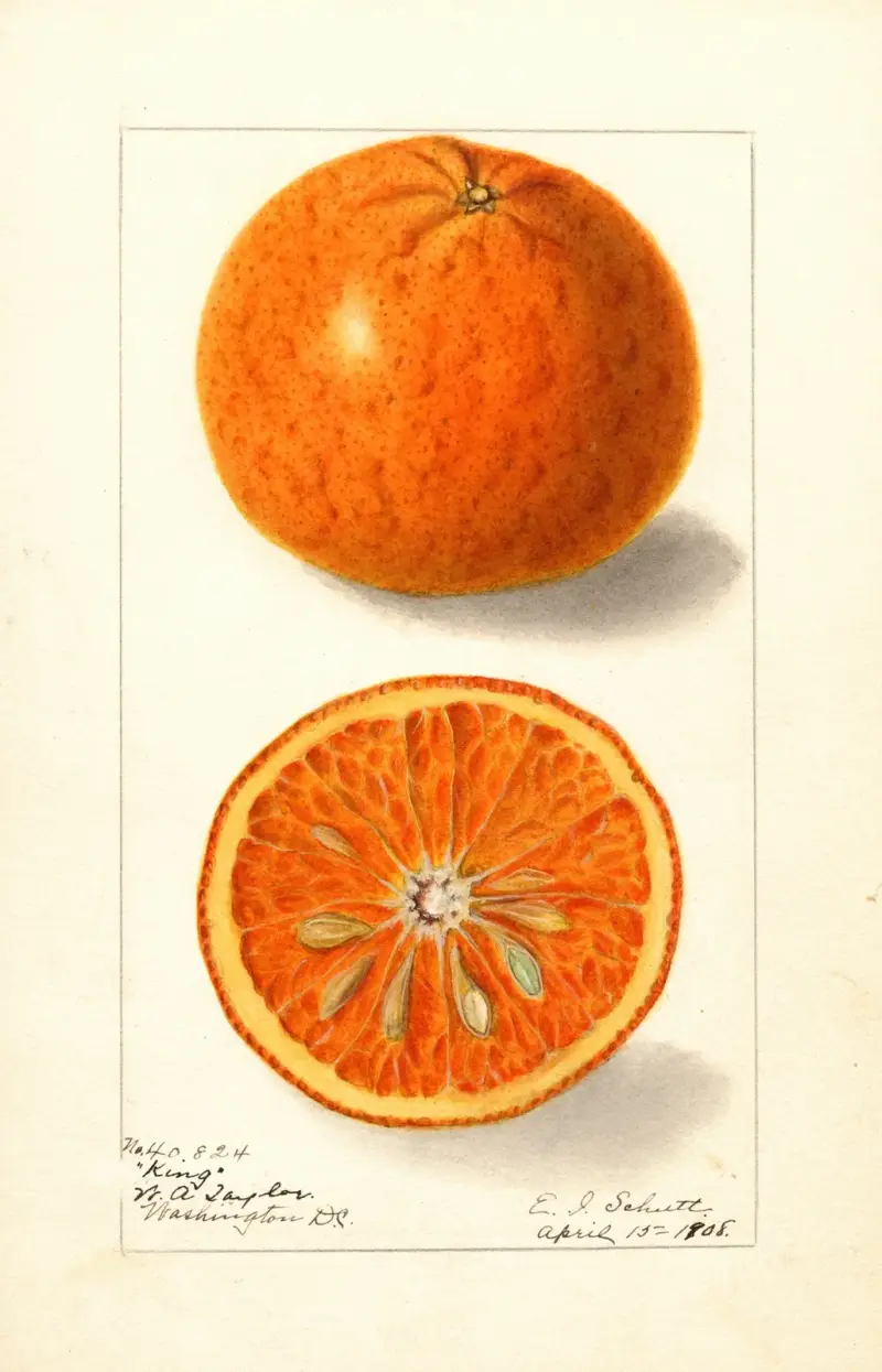 Citrus nobilis: King av Ellen Isham Schutt