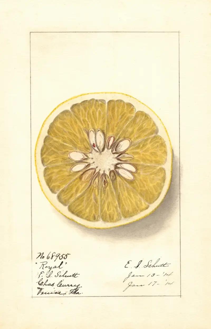 Citrus paradisi: Royal av Ellen Isham Schutt