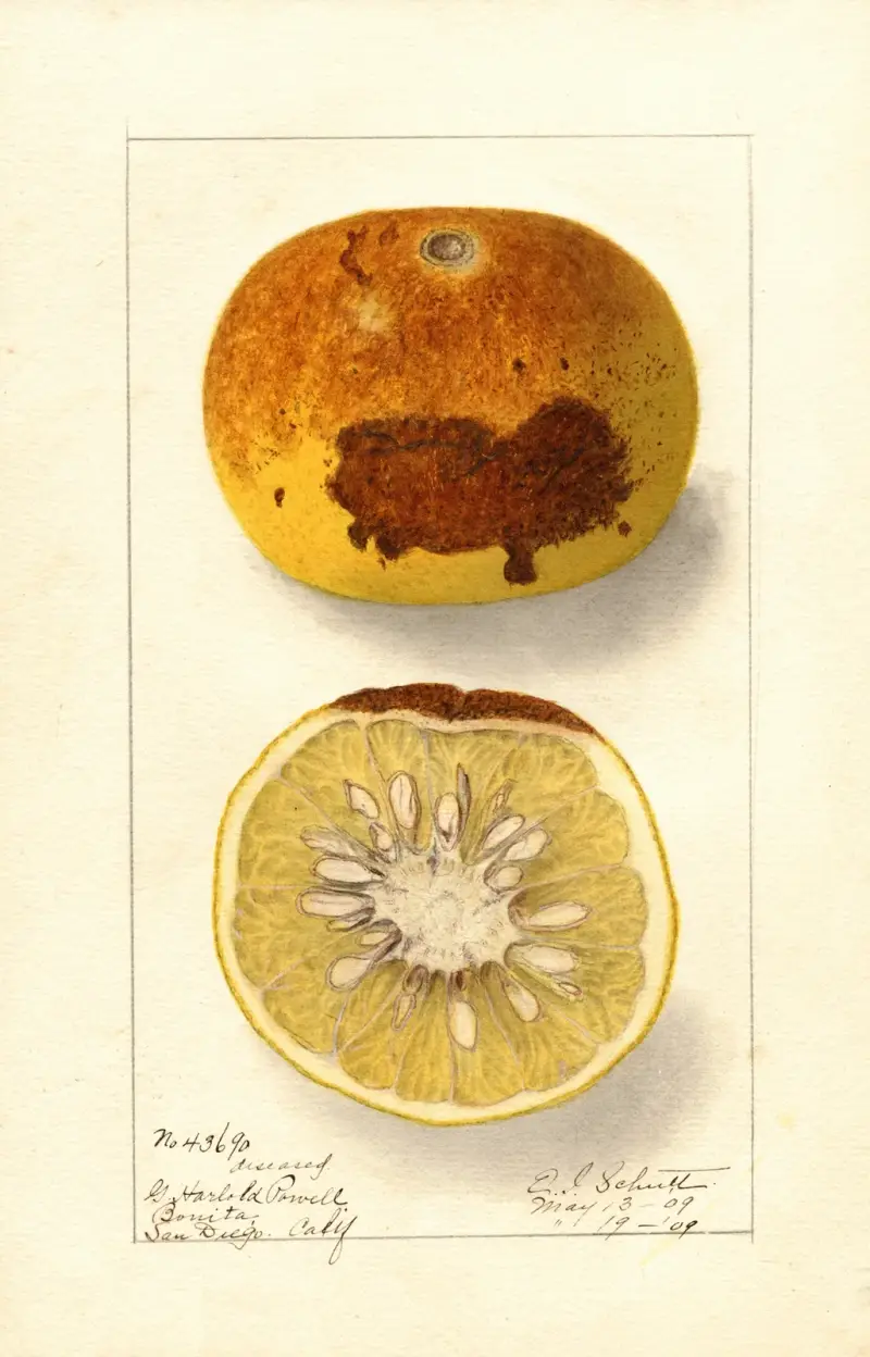 Citrus paradisi av Ellen Isham Schutt