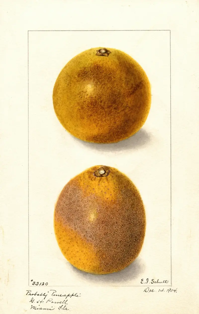 Citrus sinensis av Ellen Isham Schutt