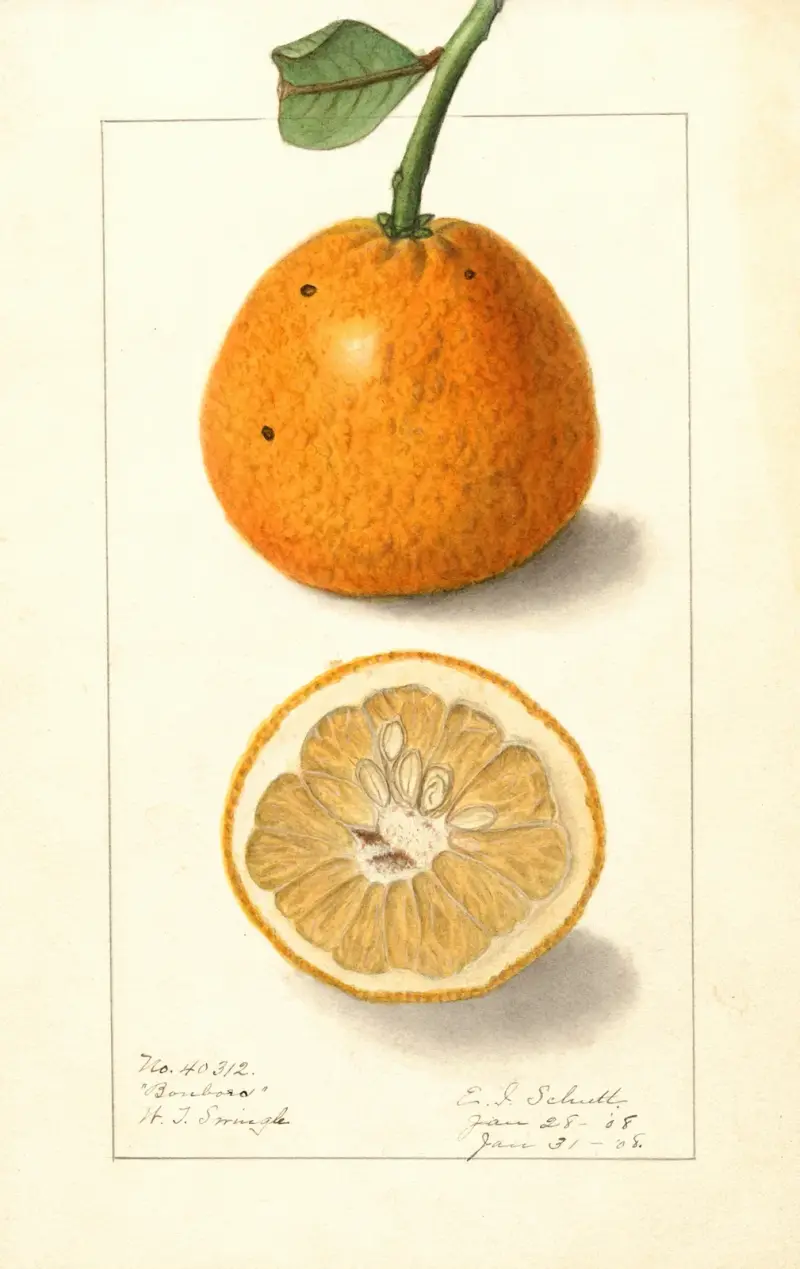 Citrus sinensis: Bonboro av Ellen Isham Schutt