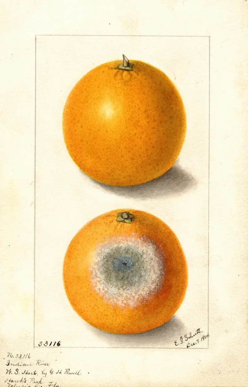 Citrus sinensis: Indian River av Ellen Isham Schutt