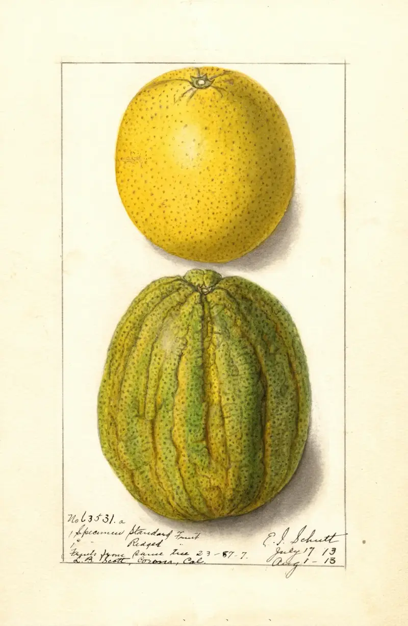Citrus sinensis: Valencia av Ellen Isham Schutt