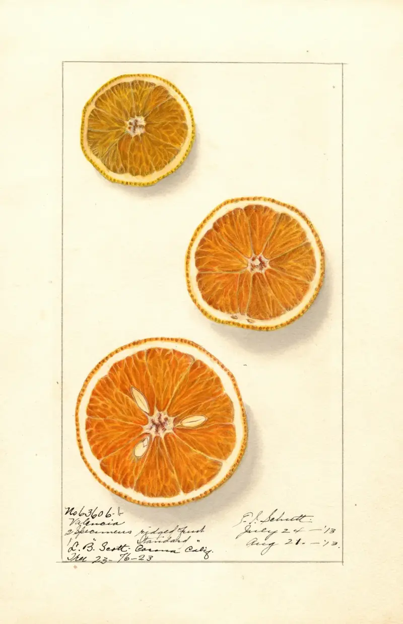 Citrus sinensis: Valencia av Ellen Isham Schutt