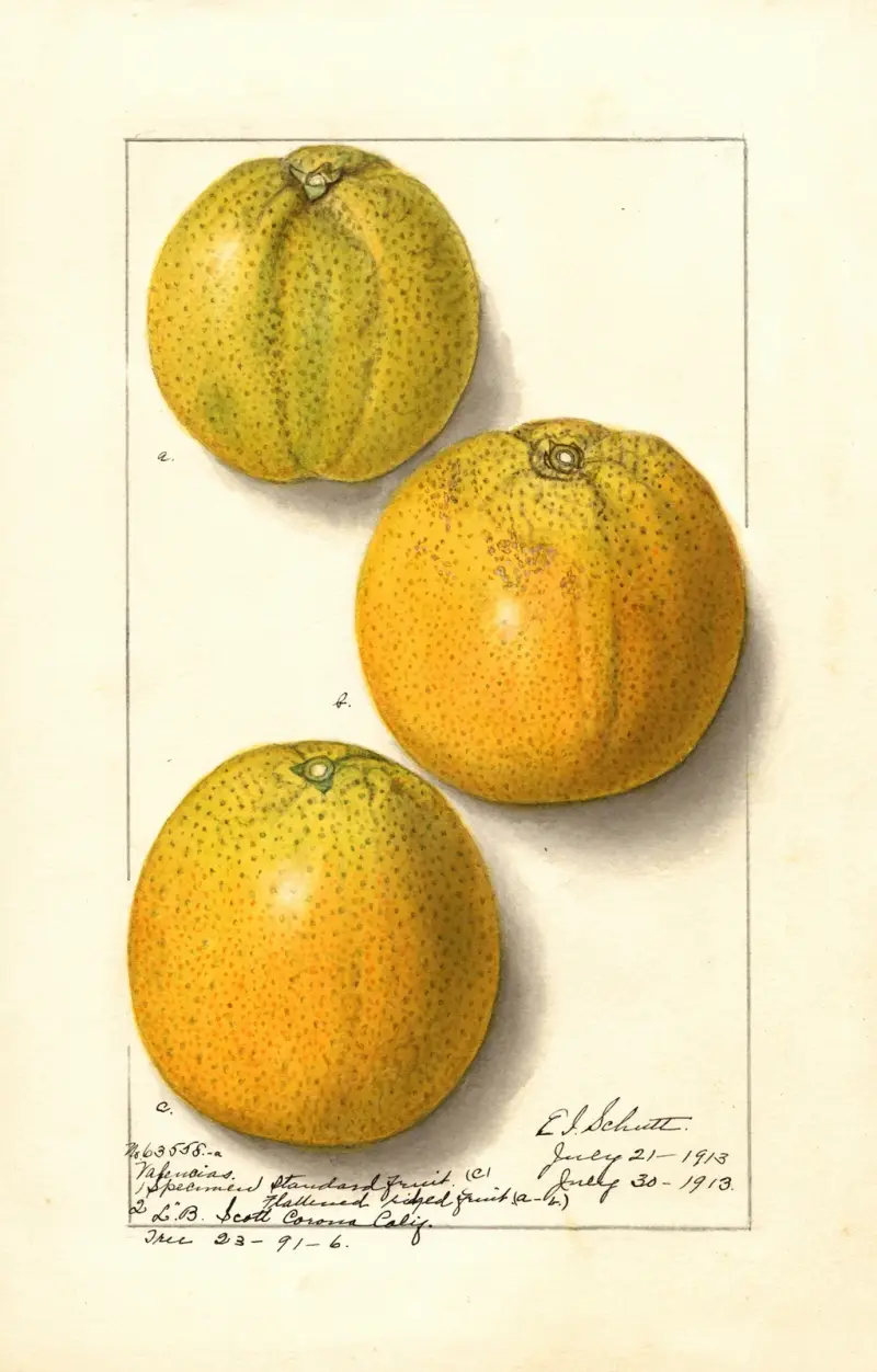 Citrus sinensis: Valencia av Ellen Isham Schutt