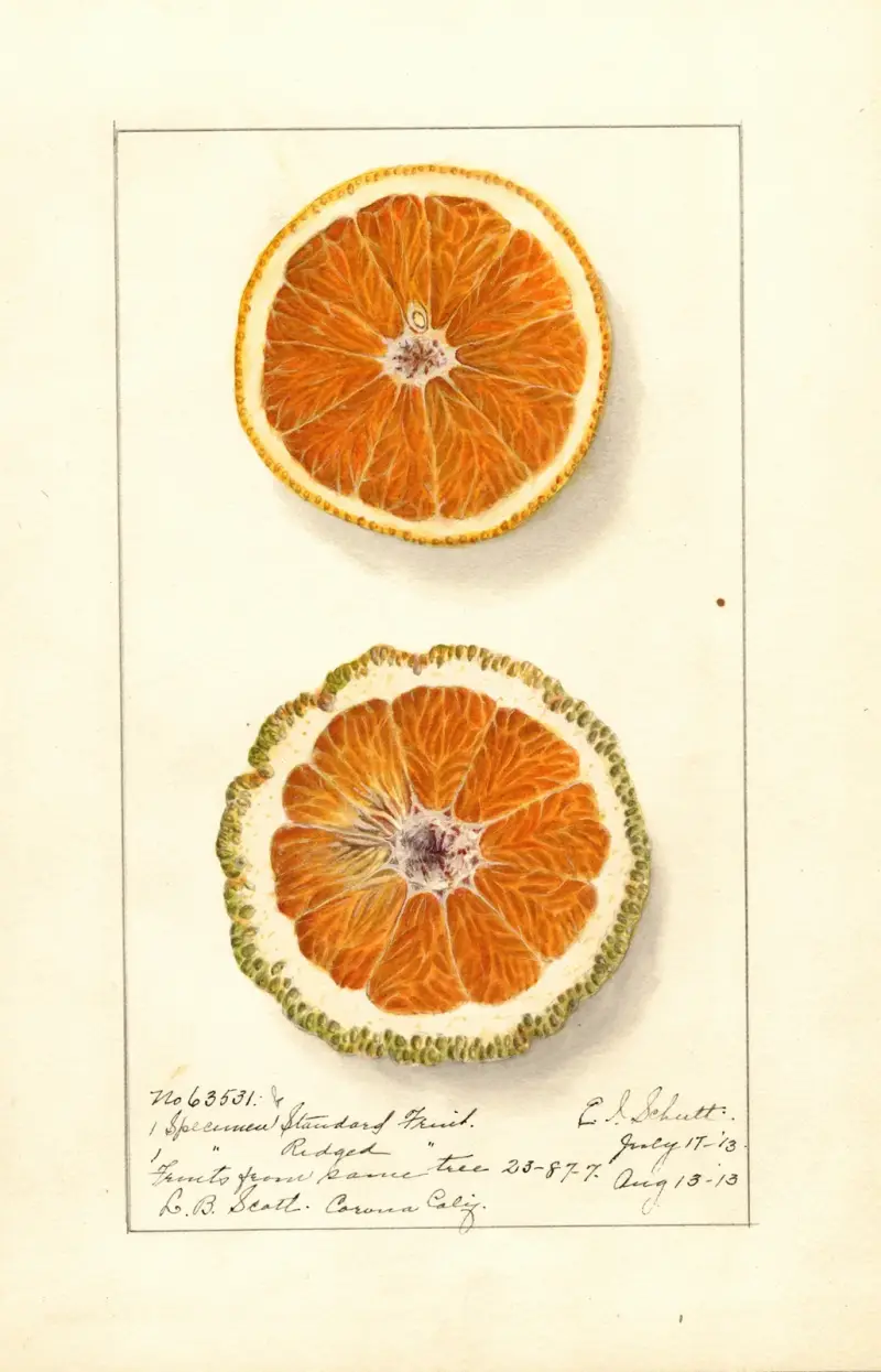 Citrus sinensis: Valencia av Ellen Isham Schutt