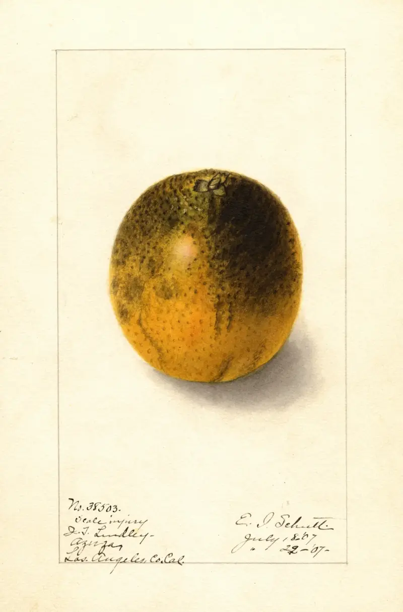 Citrus sinensis: Valencia av Ellen Isham Schutt