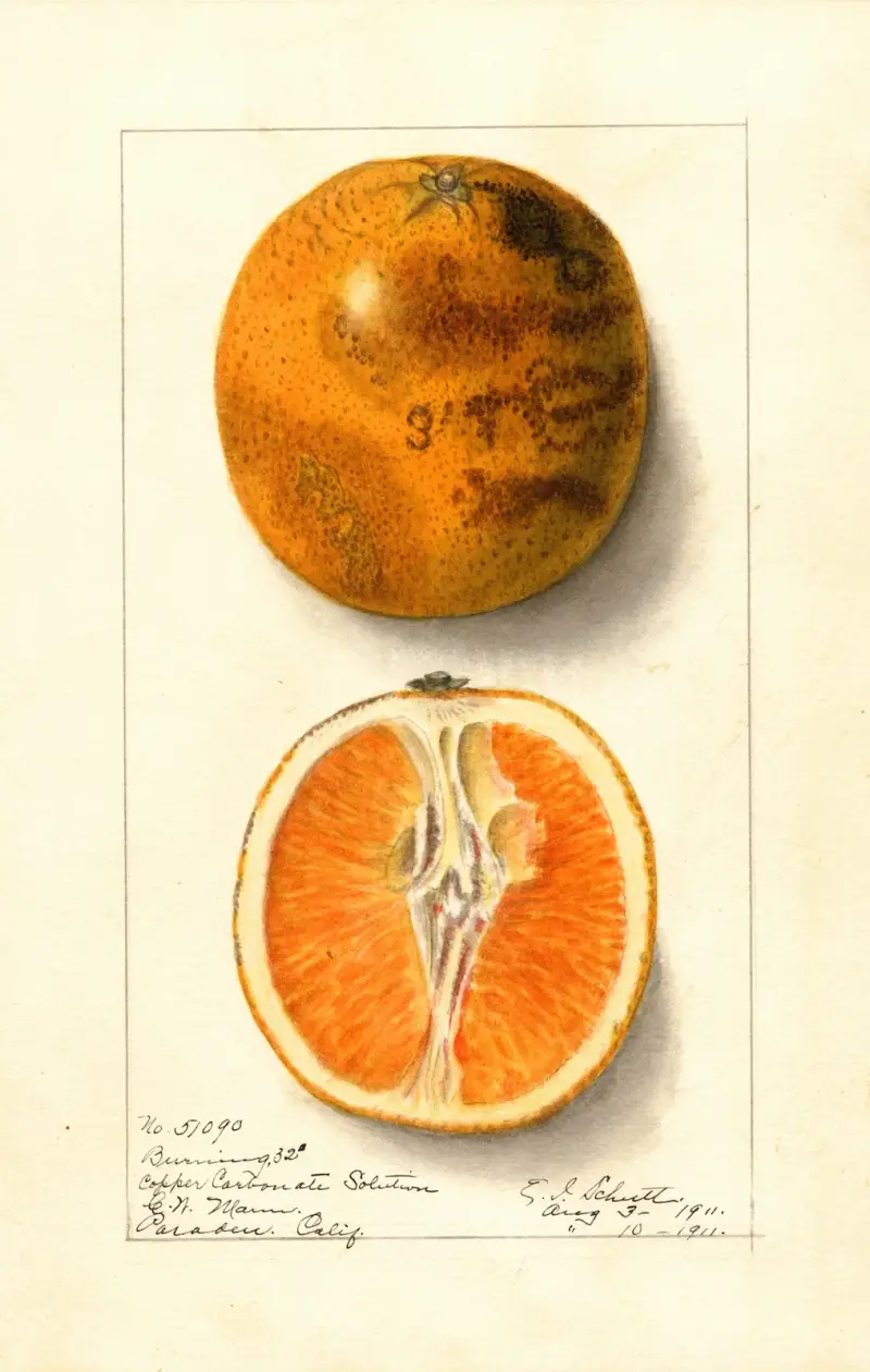 Citrus sinensis: Valencia av Ellen Isham Schutt