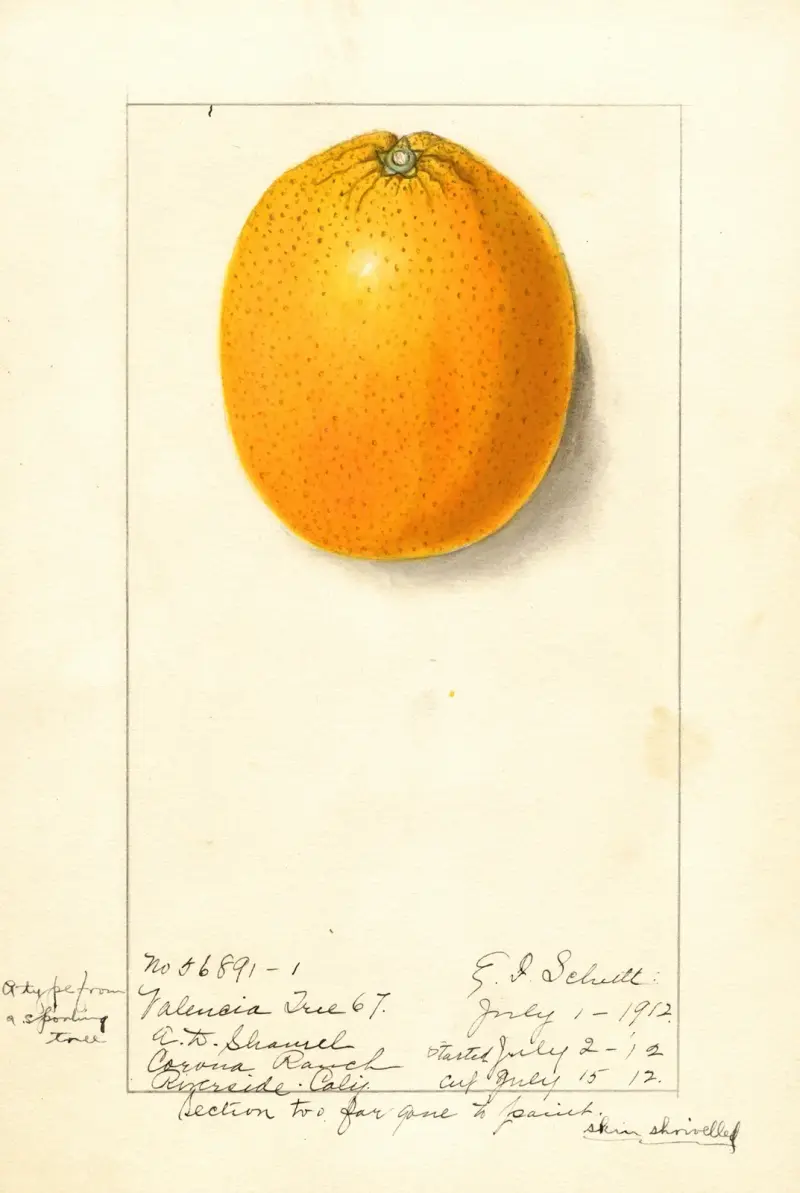 Citrus sinensis: Valencia von Ellen Isham Schutt