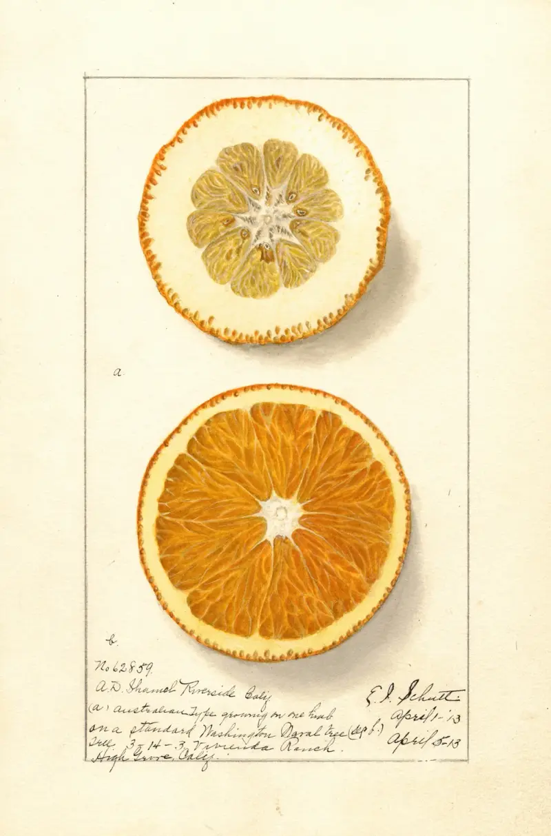 Citrus sinensis: Washington Navel, 1913 – nr 3 av Ellen Isham Schutt