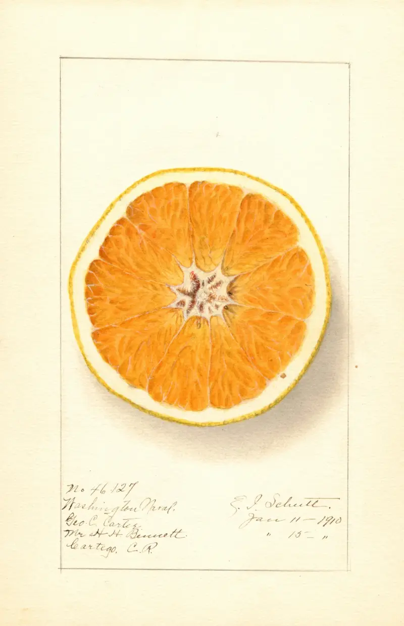 Citrus sinensis: Washington Navel av Ellen Isham Schutt