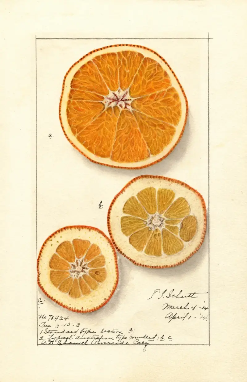 Citrus sinensis: Washington Navel av Ellen Isham Schutt