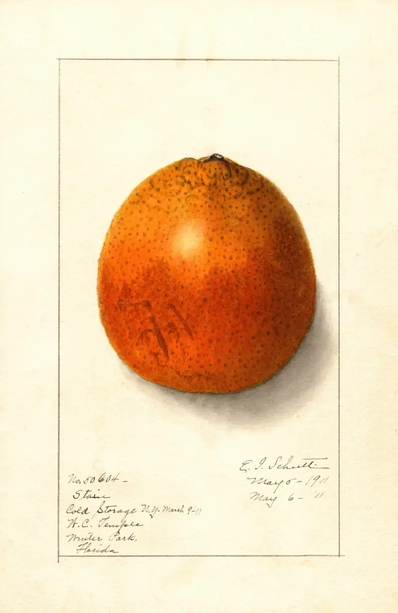 Citrus sinensis av Ellen Isham Schutt