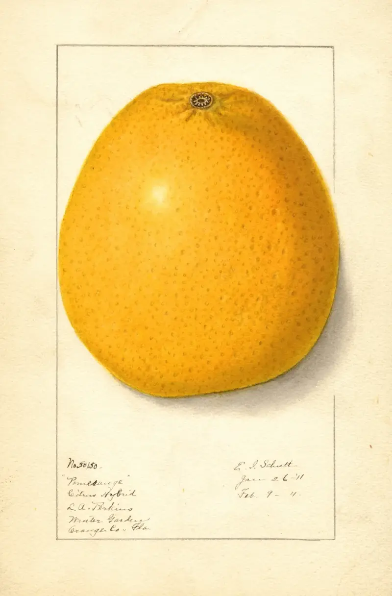 Citrus av Ellen Isham Schutt