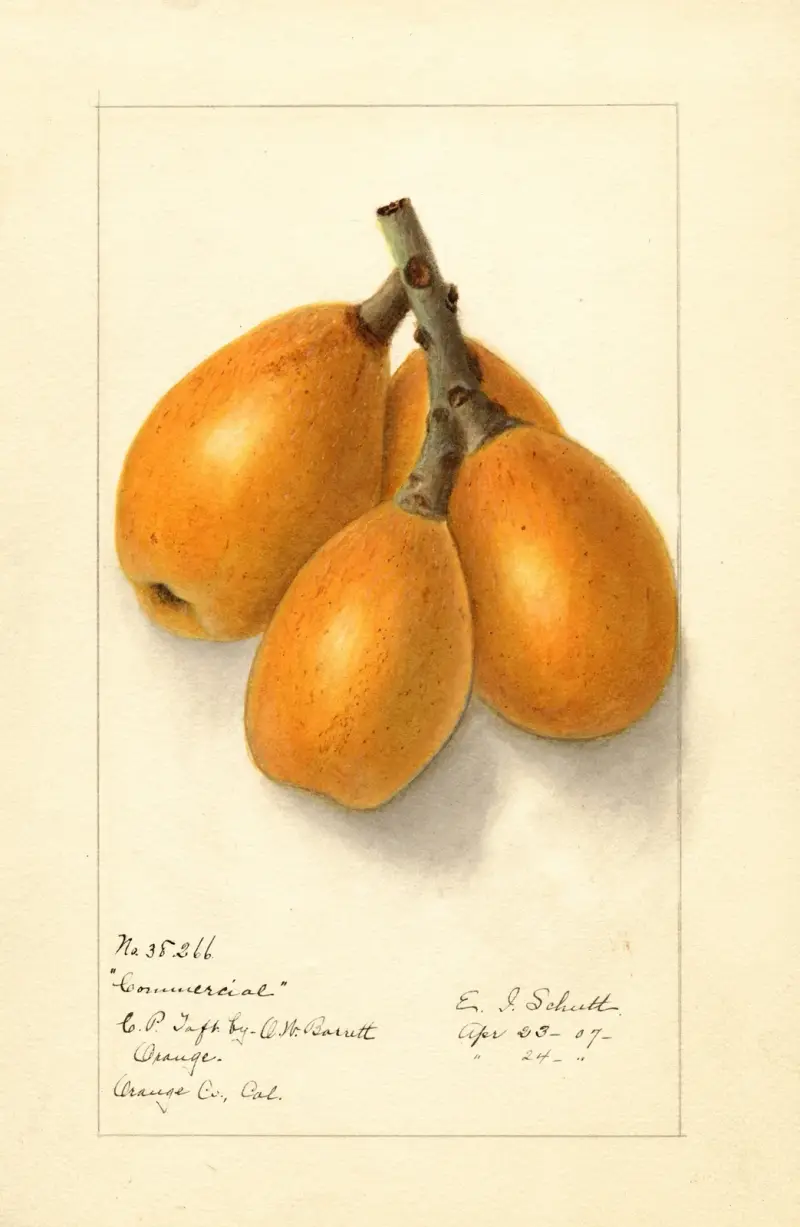 Eriobotrya japonica: Commercial av Ellen Isham Schutt