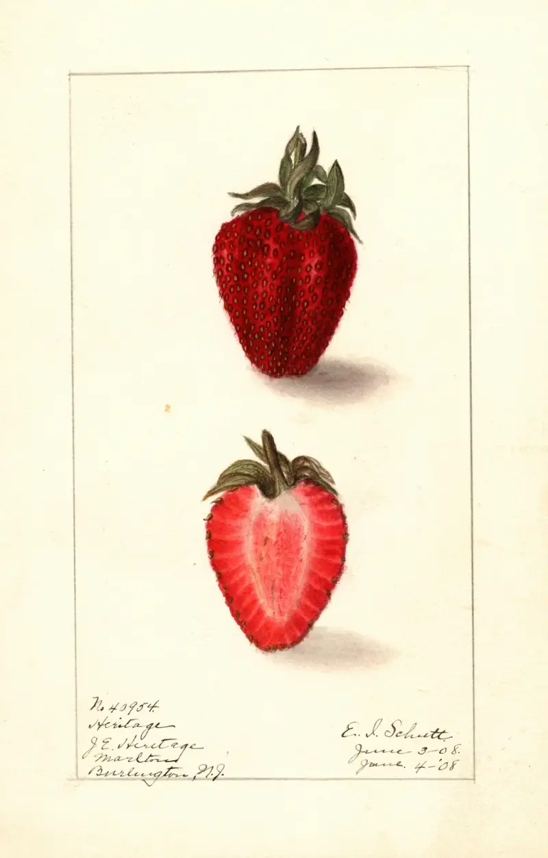 Fragaria: Heritage av Ellen Isham Schutt