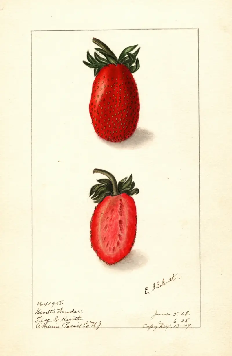 Fragaria: Kevitts Wonder av Ellen Isham Schutt