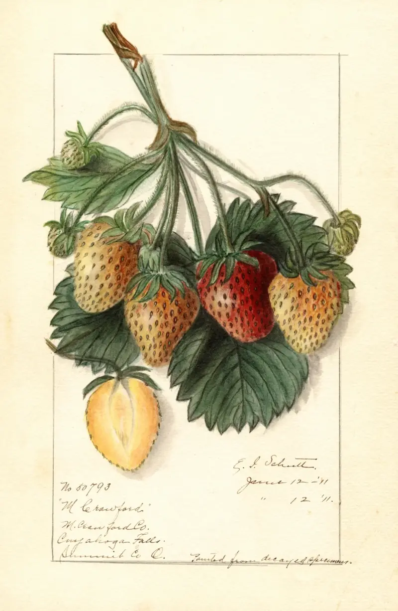 Fragaria: M av Ellen Isham Schutt