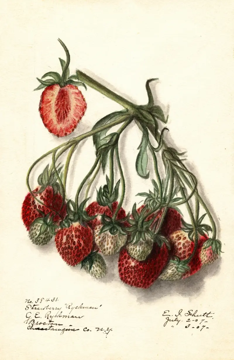Fragaria: Ryckman av Ellen Isham Schutt