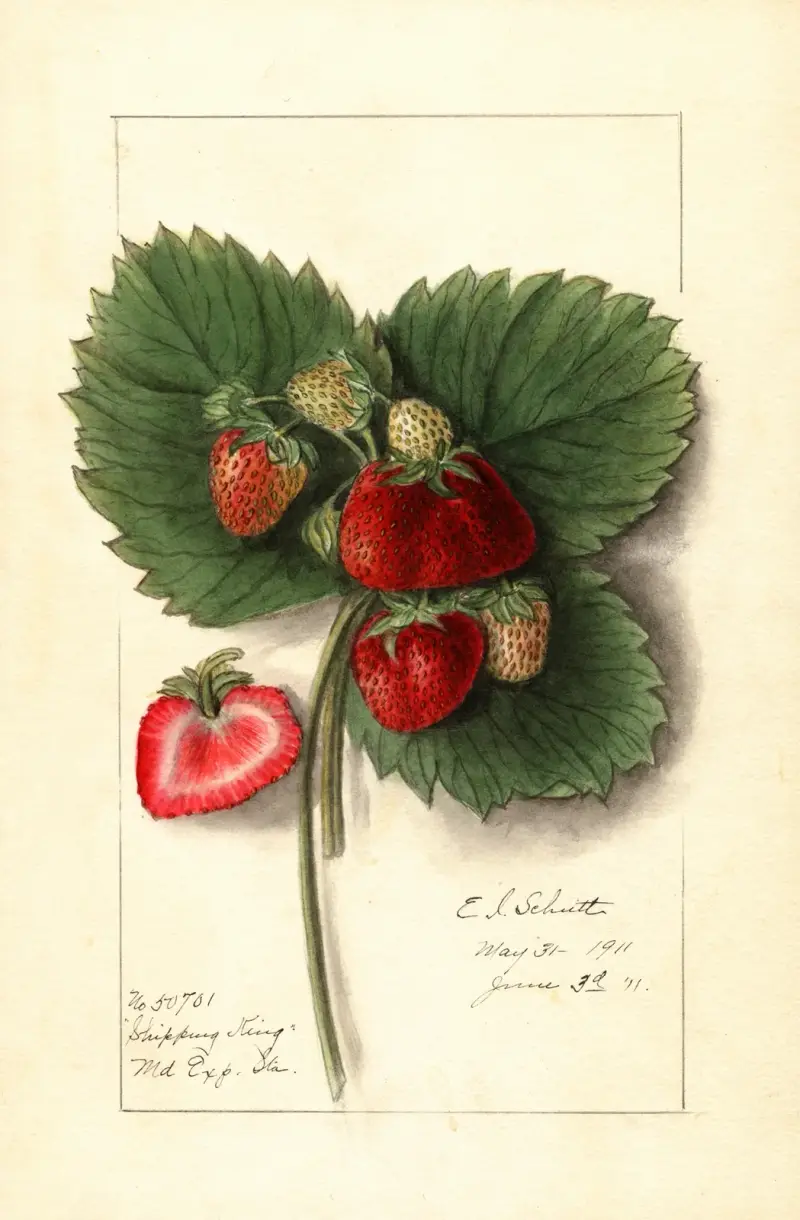 Fragaria: Shipping King av Ellen Isham Schutt