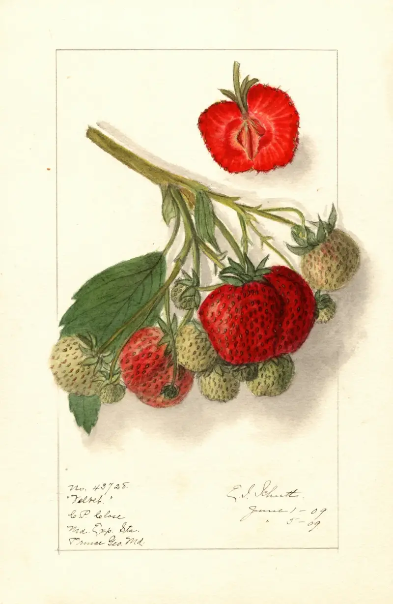 Fragaria: Velvet av Ellen Isham Schutt