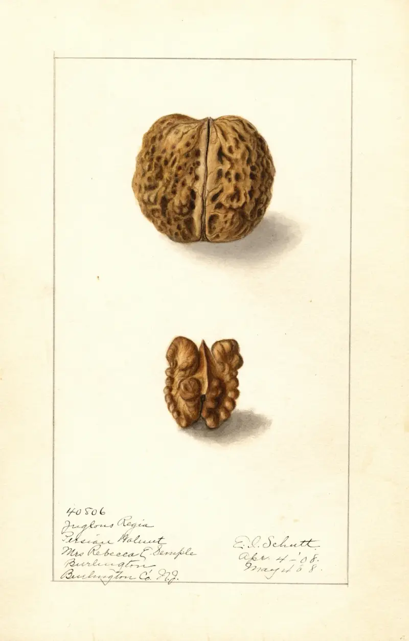 Juglans regia von Ellen Isham Schutt