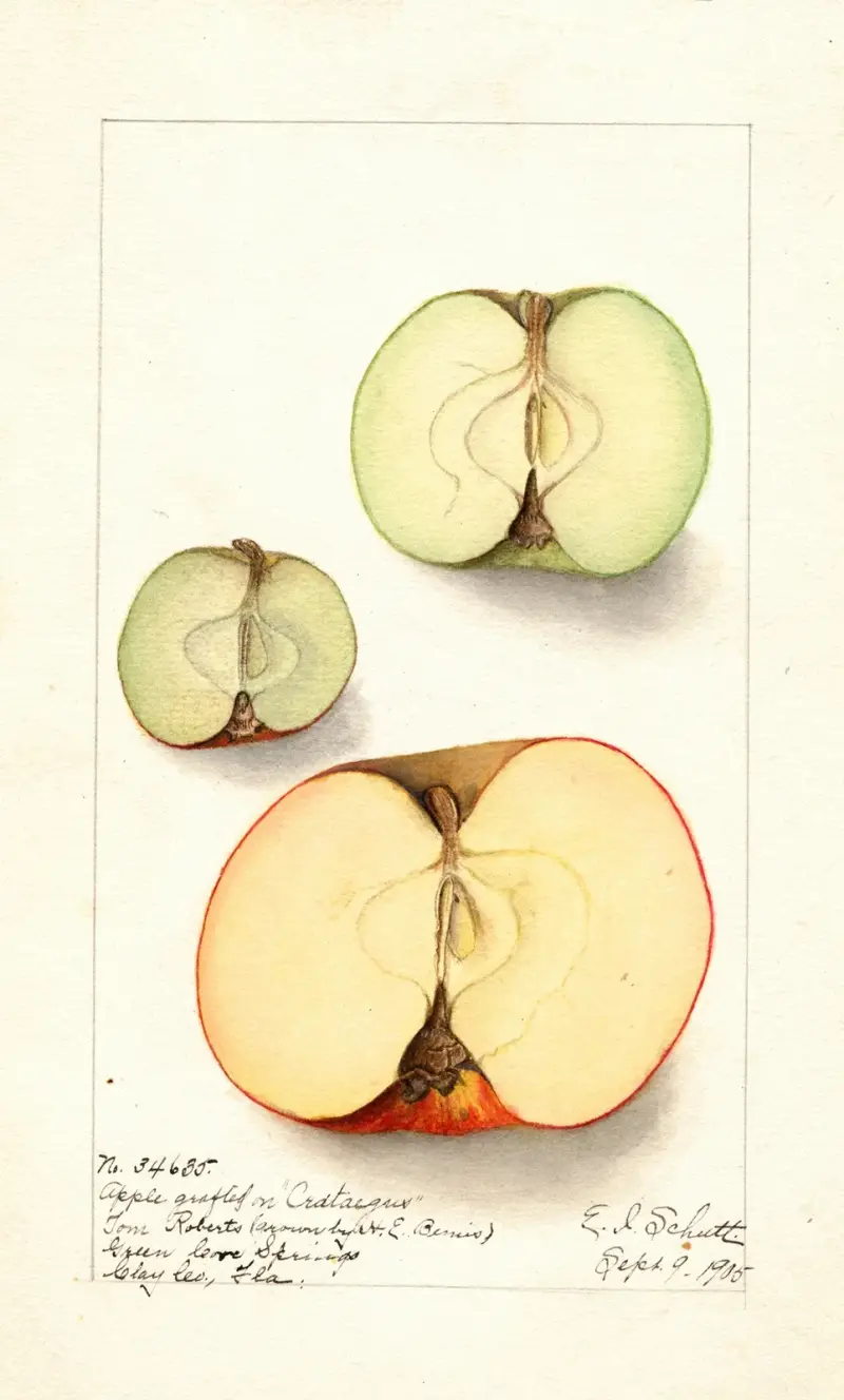Malus domestica av Ellen Isham Schutt