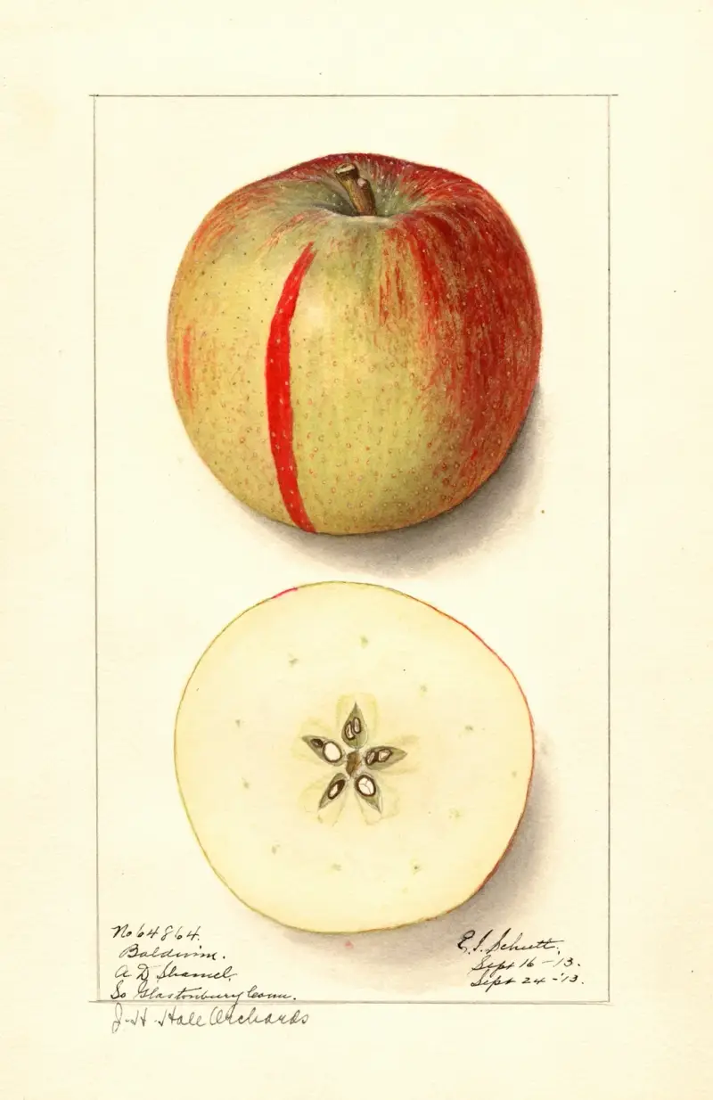 Äpple: Baldwin av Ellen Isham Schutt