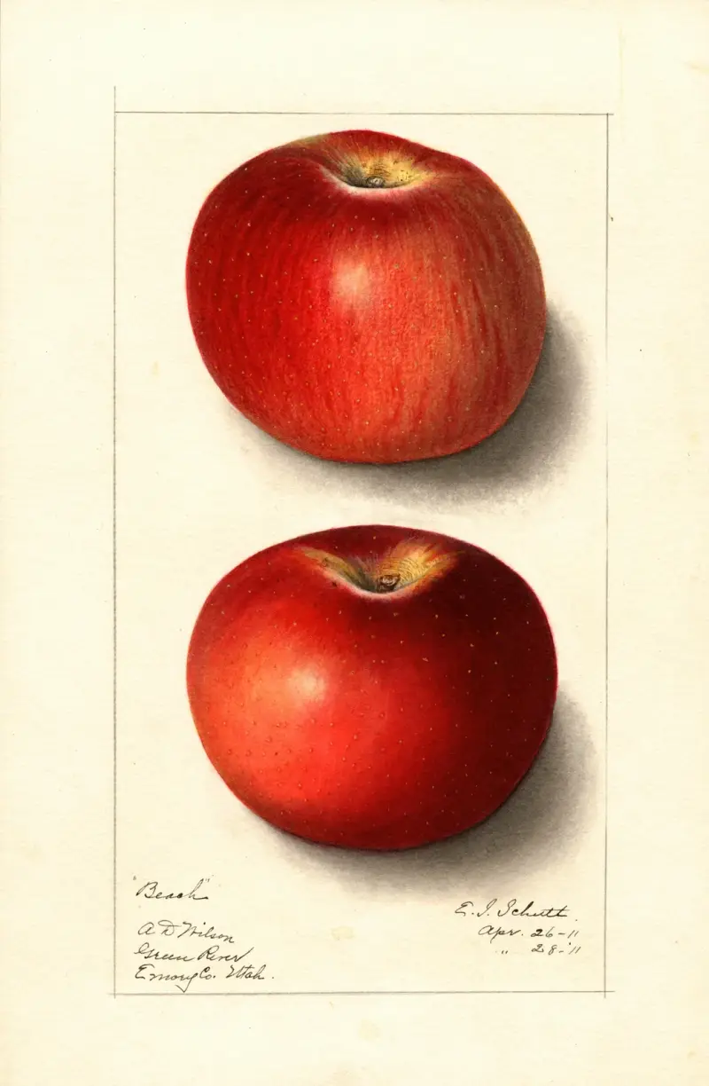 Malus domestica: Beach av Ellen Isham Schutt