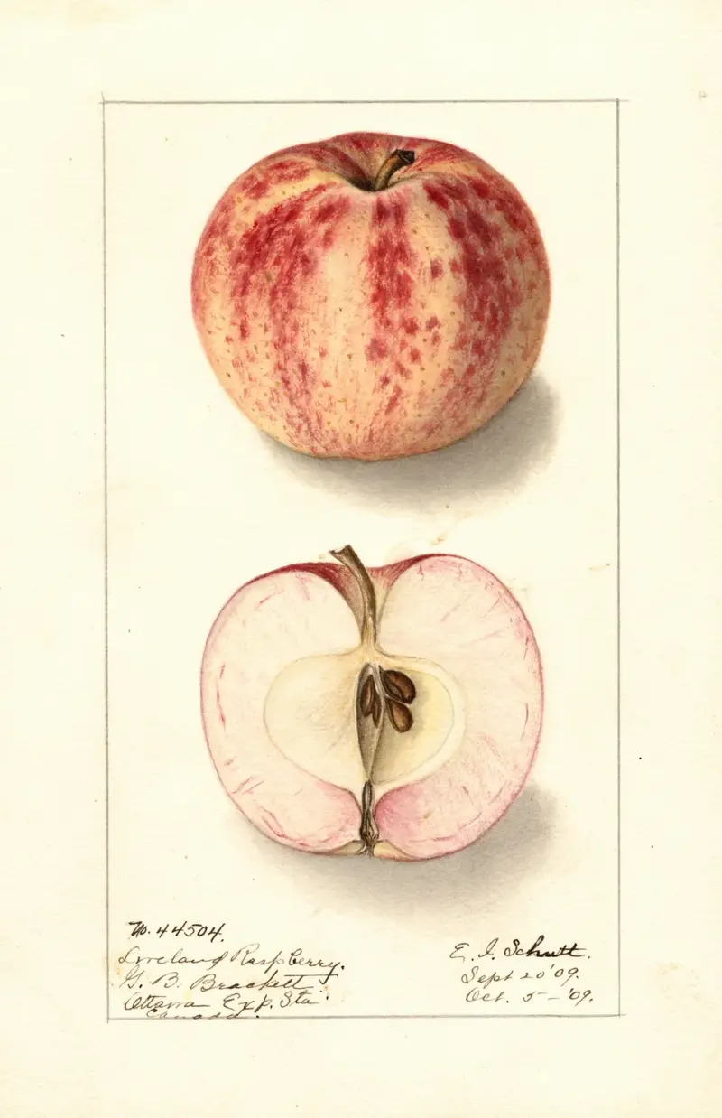 Malus domestica: Liveland Raspberry av Ellen Isham Schutt